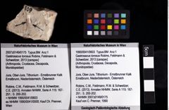 Foto (Objket + Etiketten) von Gastrosacus torosus (Robins, Feldmann & Schweitzer, 2013) 